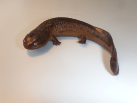 Giant Salamander (brown,  brandless)
