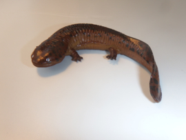 Reuzensalamander (bruin, merkloos)