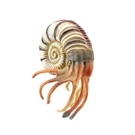 Nautilus