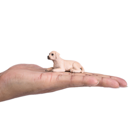 Labrador Puppy - Mojo 387272
