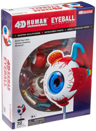 Eyeball 4D Vision anatomisch model