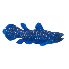 Coelacanth  Mojo 381050