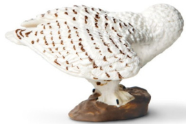 Snowy Owl  S264729