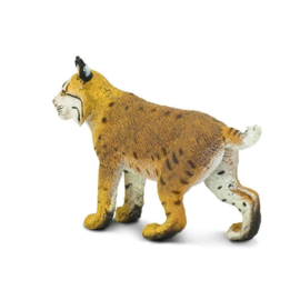 Lynx (Bobcat)   S297029