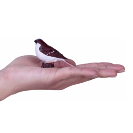 House Sparrow  Mojo 381114