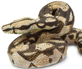 Boa constrictor S 266529