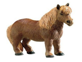 Shetland pony  Safari 234829