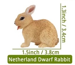 Dutch dwarf rabbit