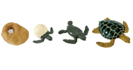 Zeeschildpad levenscyclus