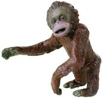 Orang oetan jong Safari 241429