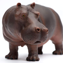 Hippopotamus  S270429