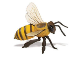 Honey bee  XL  S268229