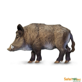 Wild Boar S224229