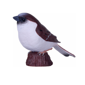 House Sparrow  Mojo 381114