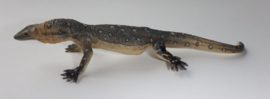 Perentie  Monitor Lizard