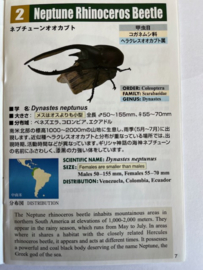 Neptune Rhinoceros Beetle Colorata