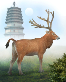 Deer Père David's Collect A88829