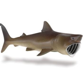 Basking Shark  S223429