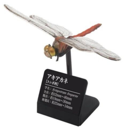 Libelle Autumn darter (Sympetrum frequens)