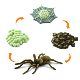 Spider Life cycle