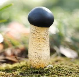 Tricholoma  matsutake