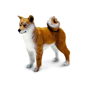 Shiba Inu  S100596