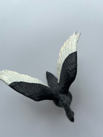 Zwaan zwart met witte vleugelpennen