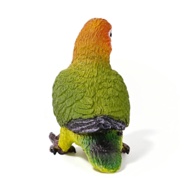 Agapornis
