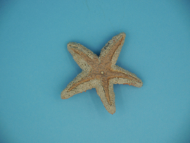 Starfish Papo 56050