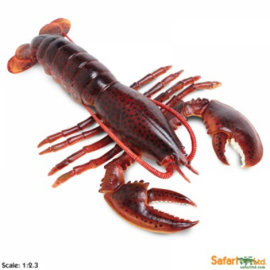 Maine Lobster   S281629