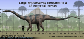 Brontosaurus  CollectA 88825