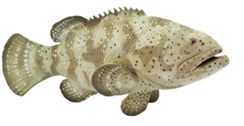 Goliath grouper  S265329