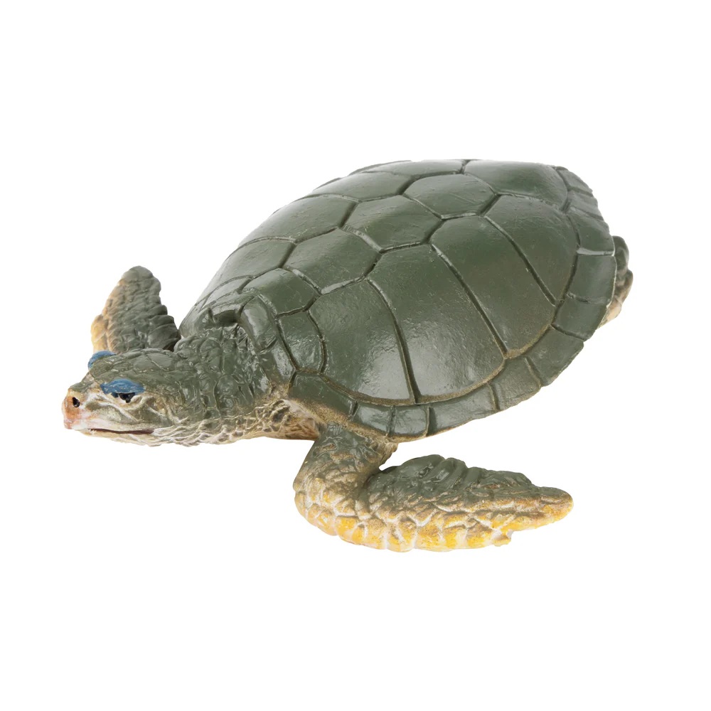 Australian flatback sea turtle  Toymany