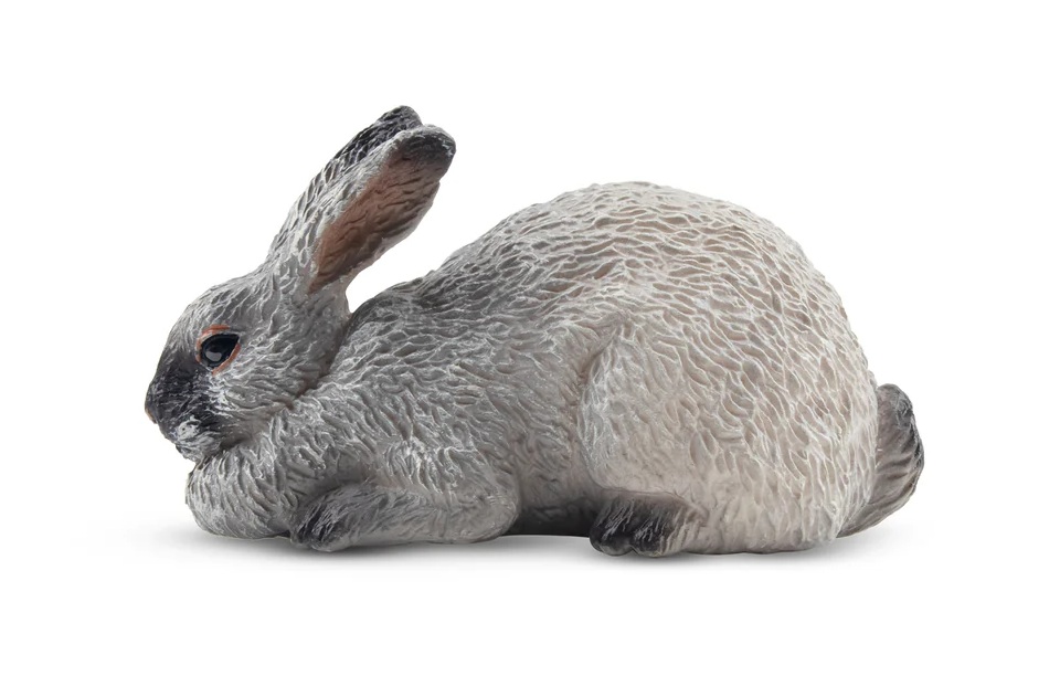 Champagne D'Argent Rabbit