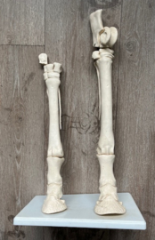Paard onderbeen  anatomisch model