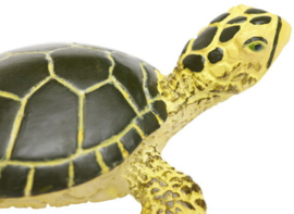 Green Sea Turtle Baby  S201329