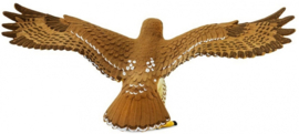 Roodstaartbuizerd  Safari 151029