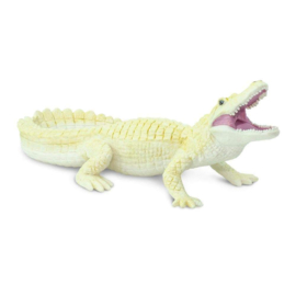 Alligator  witte  Safari 291929