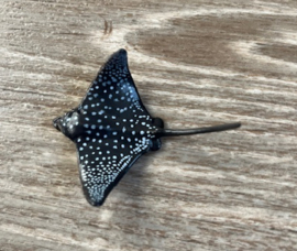 Eagle ray  mini