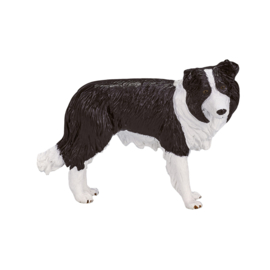 Border Collie - Mojo  387203