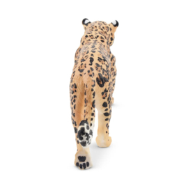 Jaguar  walking  Toymany
