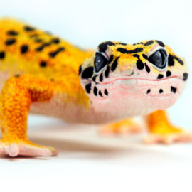 Luipaard gecko Safari 102504