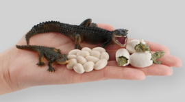 Alligator lifecycle