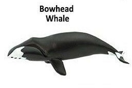 Bowhead whale mini
