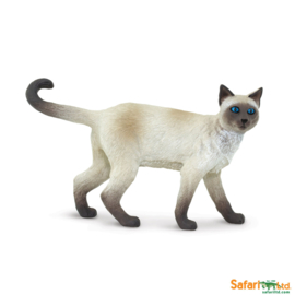 Siamese cat S100061