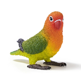 Agapornis