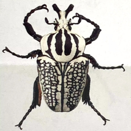 Goliathkever  Goliathus meleagris