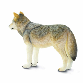 Wolf   S100509