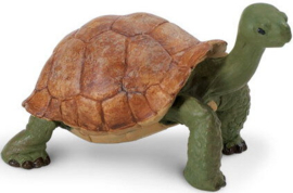 Giant Tortoise   S272529