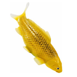 Koi carp Kin Mtsuba Mojö 381105  june  2025